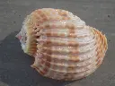 DSCN0782.webp