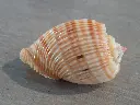 DSCN0784.webp