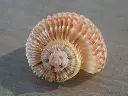 DSCN0785.webp