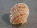 DSCN0786.webp