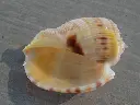 DSCN0787.webp