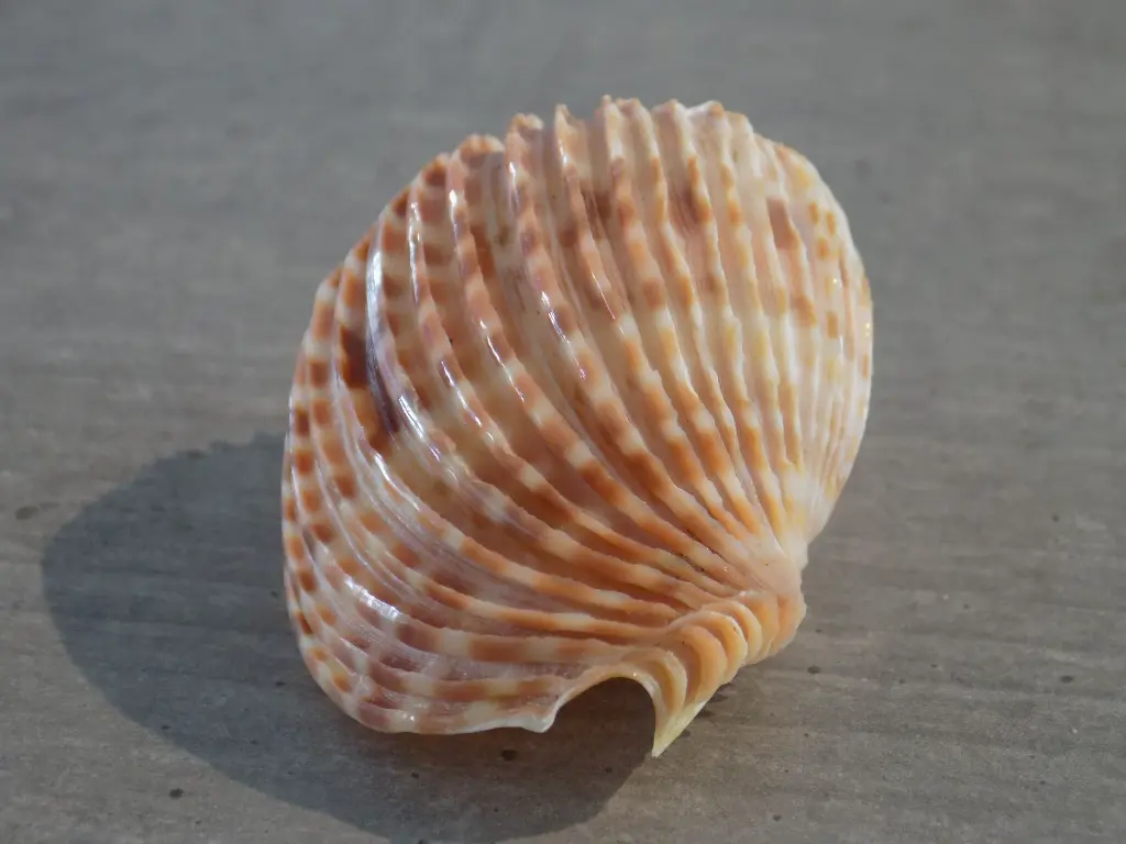 DSCN0793.webp