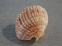 DSCN0793.webp