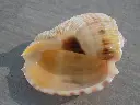 DSCN0794.webp
