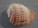 DSCN0795.webp