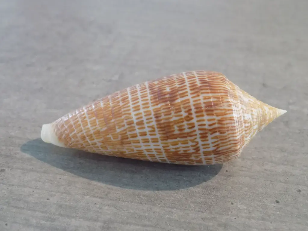 DSCN0797.webp