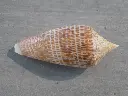 DSCN0799.webp