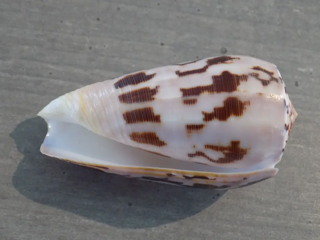 DSCN0802.webp