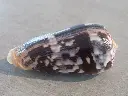 DSCN0805.webp