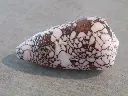 DSCN0809.webp