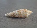 DSCN0813.webp