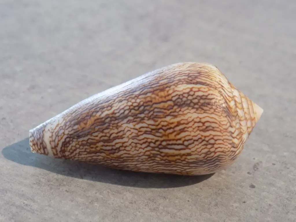 DSCN0831.webp