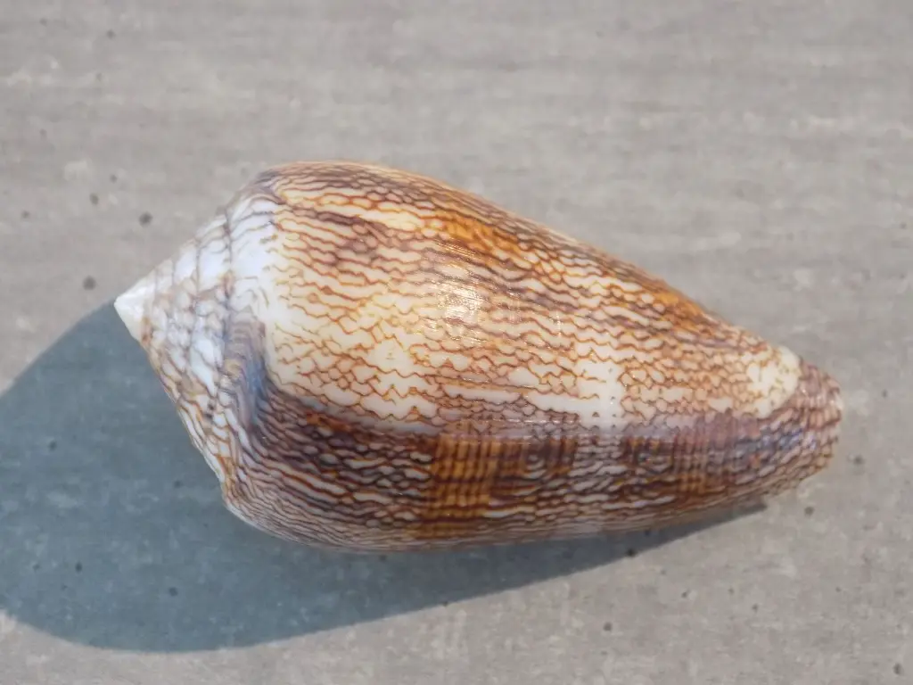 DSCN0833.webp