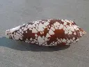 DSCN0835.webp