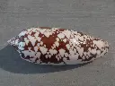 DSCN0837.webp