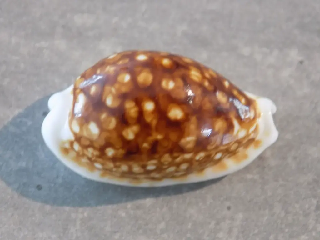 DSCN0393.webp