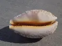 DSCN0852.webp