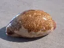DSCN0867.webp
