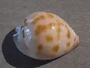 DSCN0873.webp