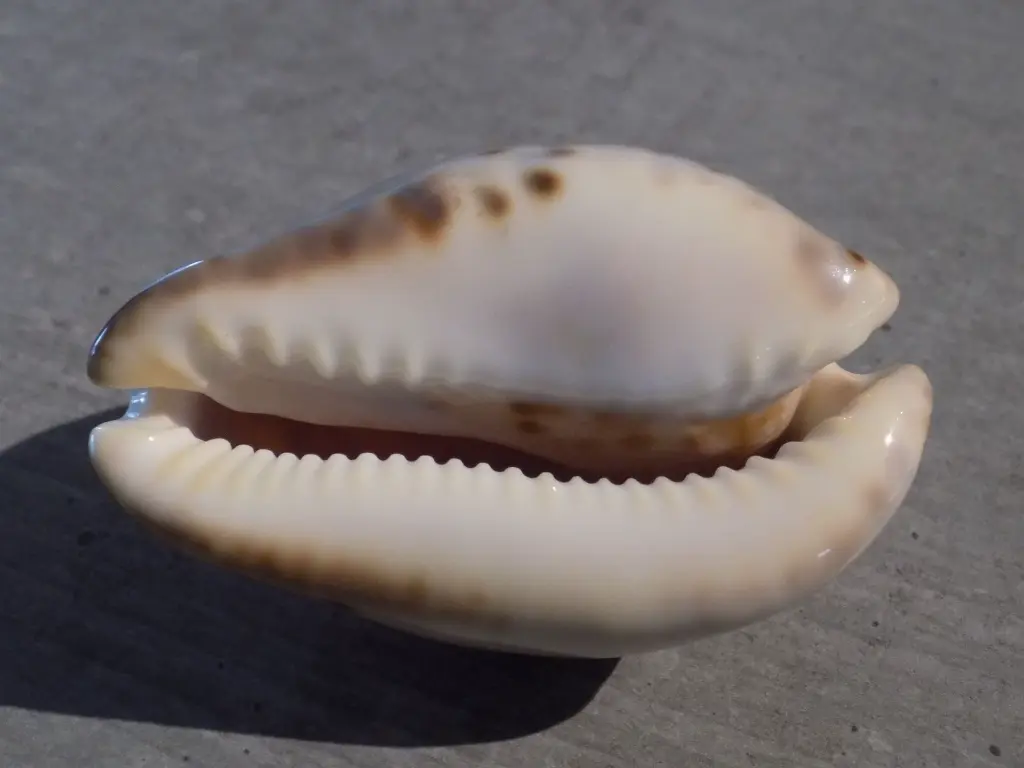 DSCN0876.webp