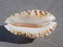 DSCN0880.webp
