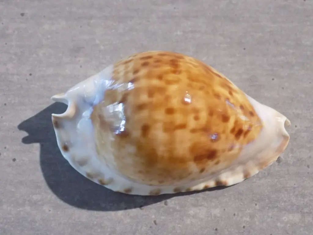 DSCN0886.webp