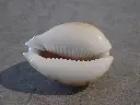 DSCN0915.webp