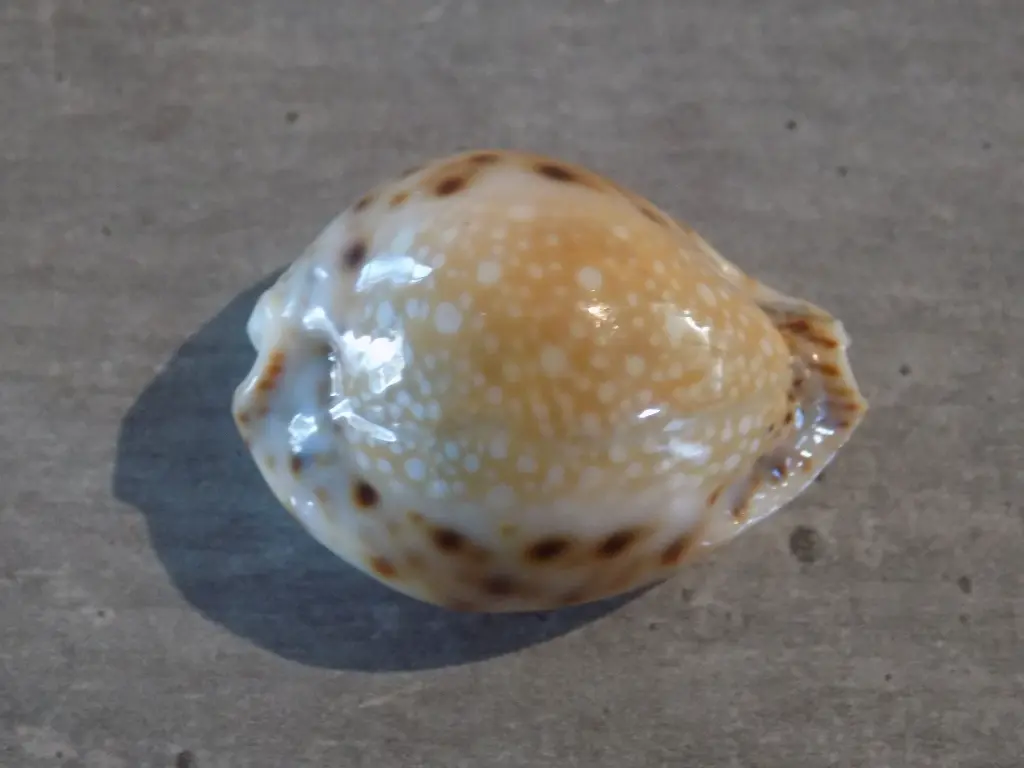 DSCN0916.webp