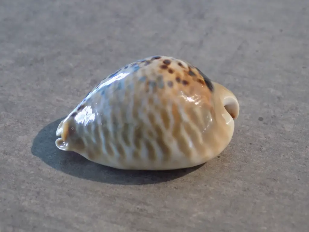 DSCN0918.webp