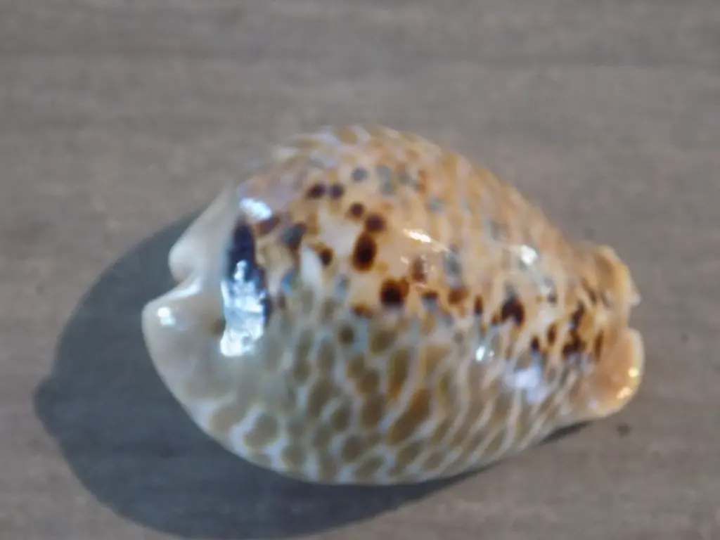 DSCN0920.webp