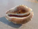 DSCN0923.webp