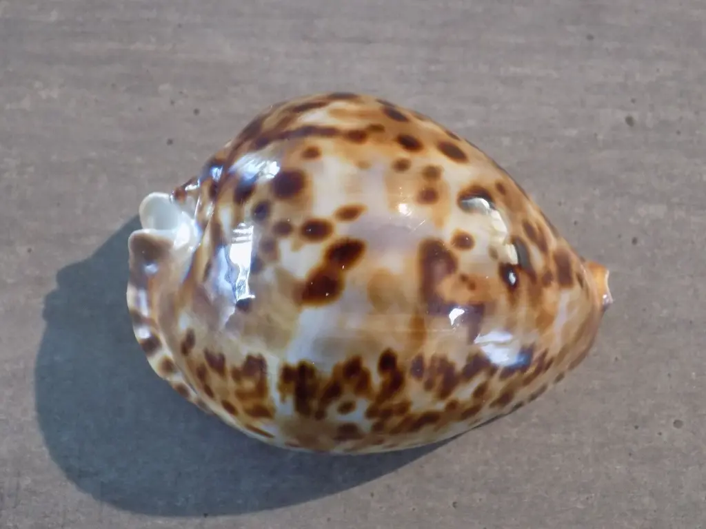 DSCN0925.webp