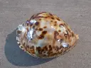 DSCN0925.webp