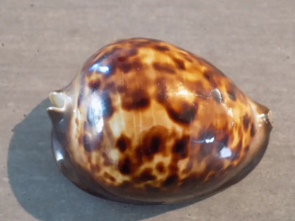 DSCN0929.webp