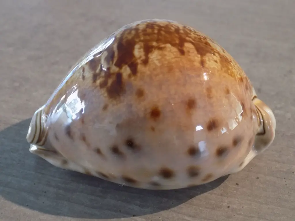 DSCN0935.webp