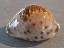 DSCN0935.webp
