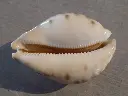 DSCN0938.webp