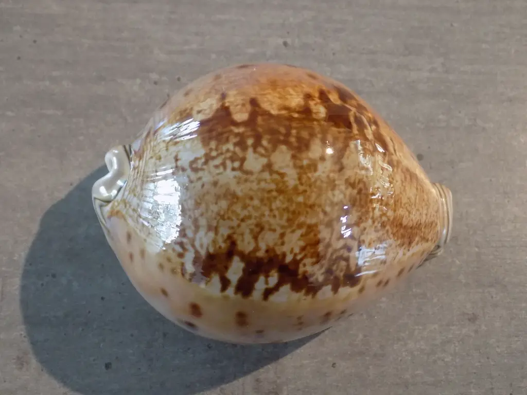 DSCN0939.webp