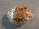 DSCN0939.webp