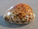 DSCN0931.webp