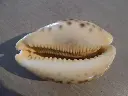 DSCN0932.webp