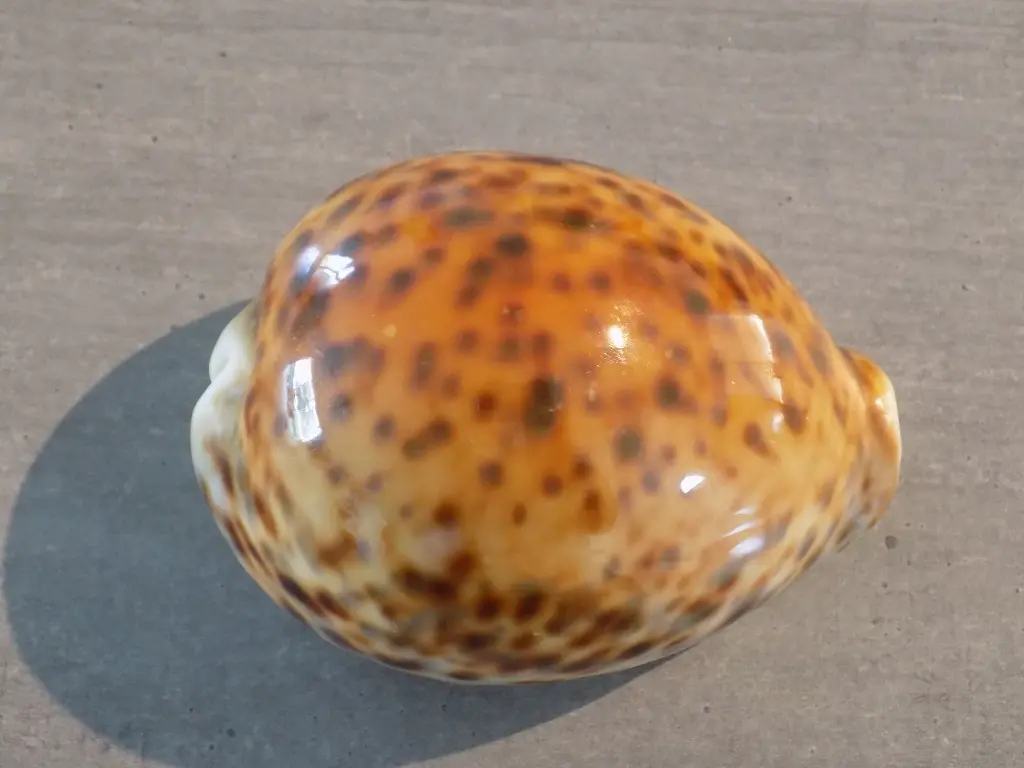DSCN0933.webp