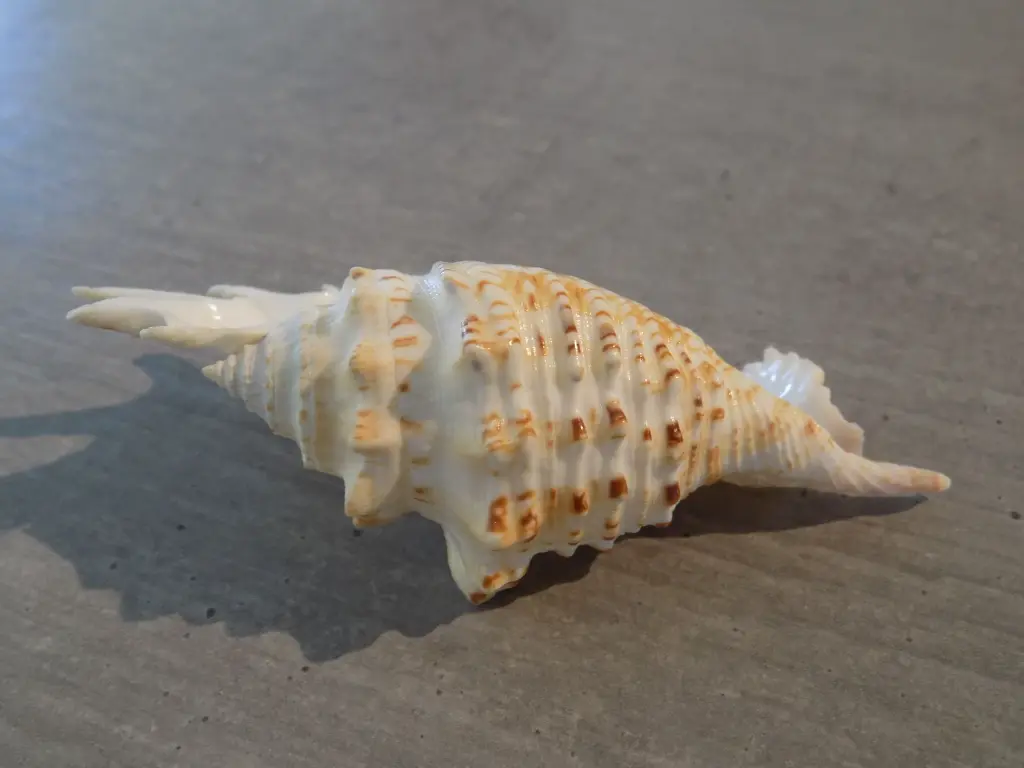 DSCN0954.webp