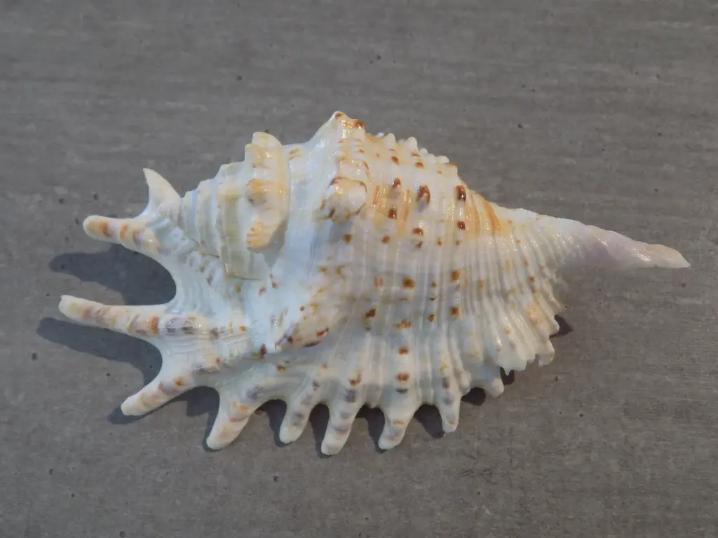 DSCN0956.webp