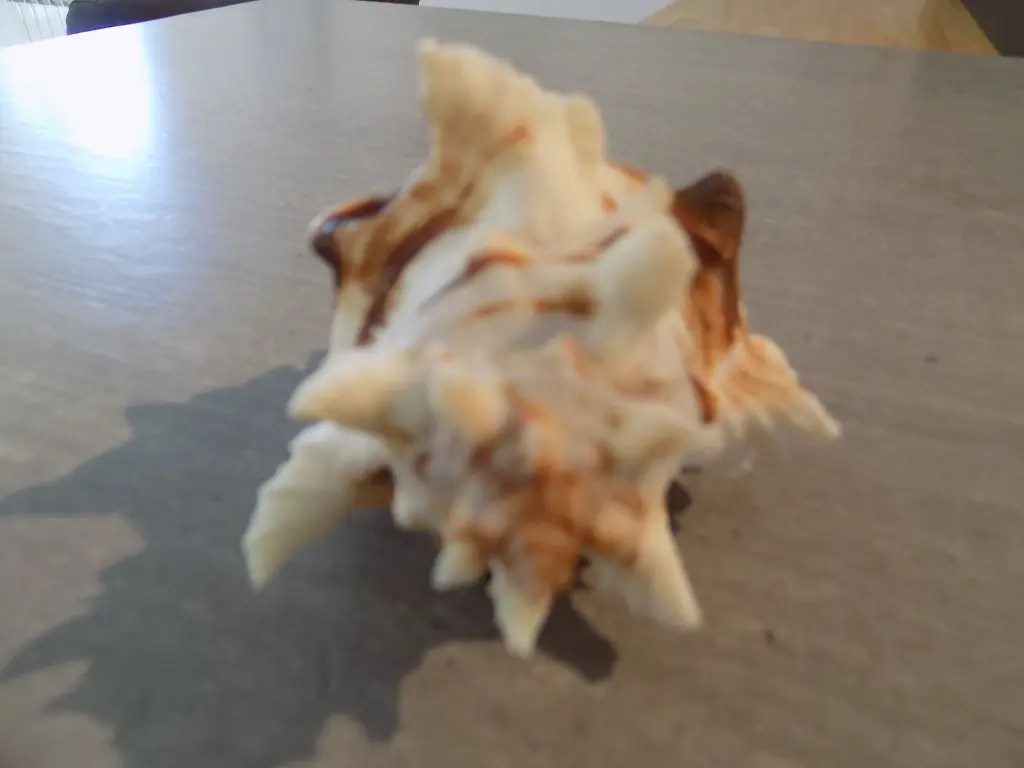 DSCN0969.webp