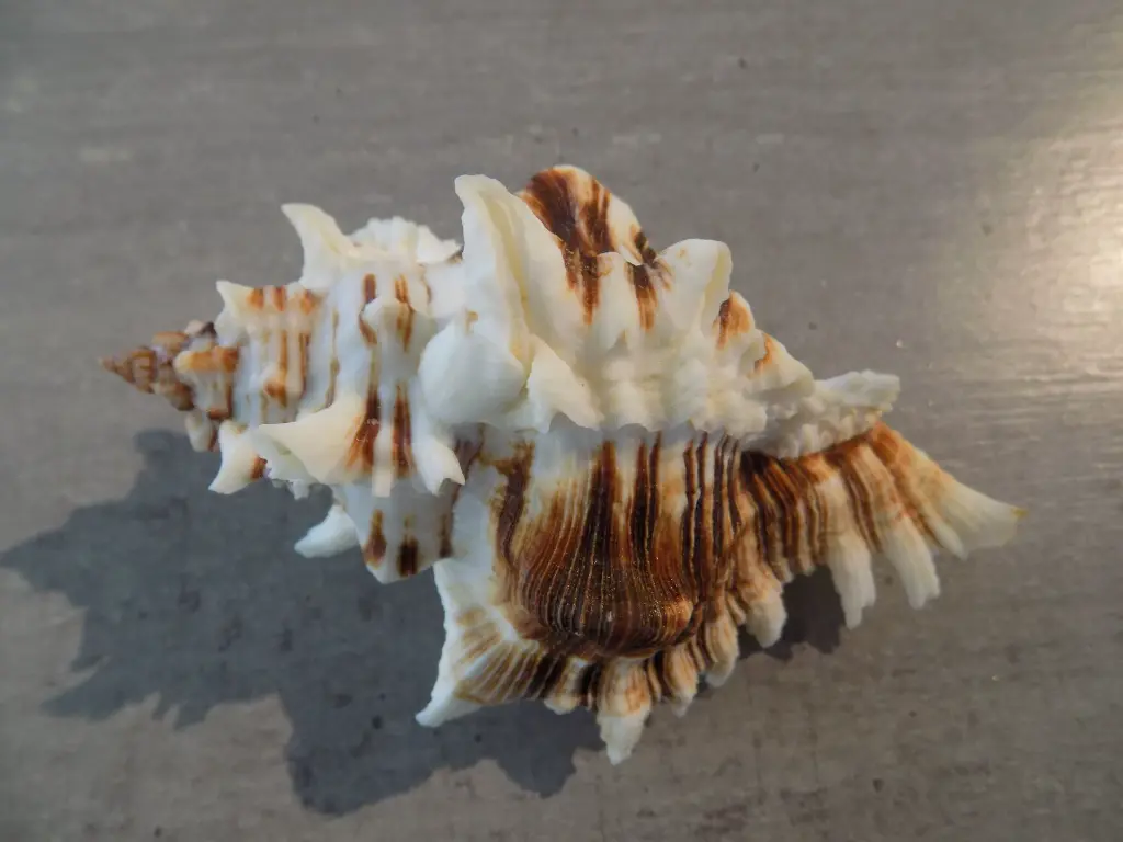 DSCN0970.webp