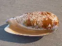 DSCN0959.webp