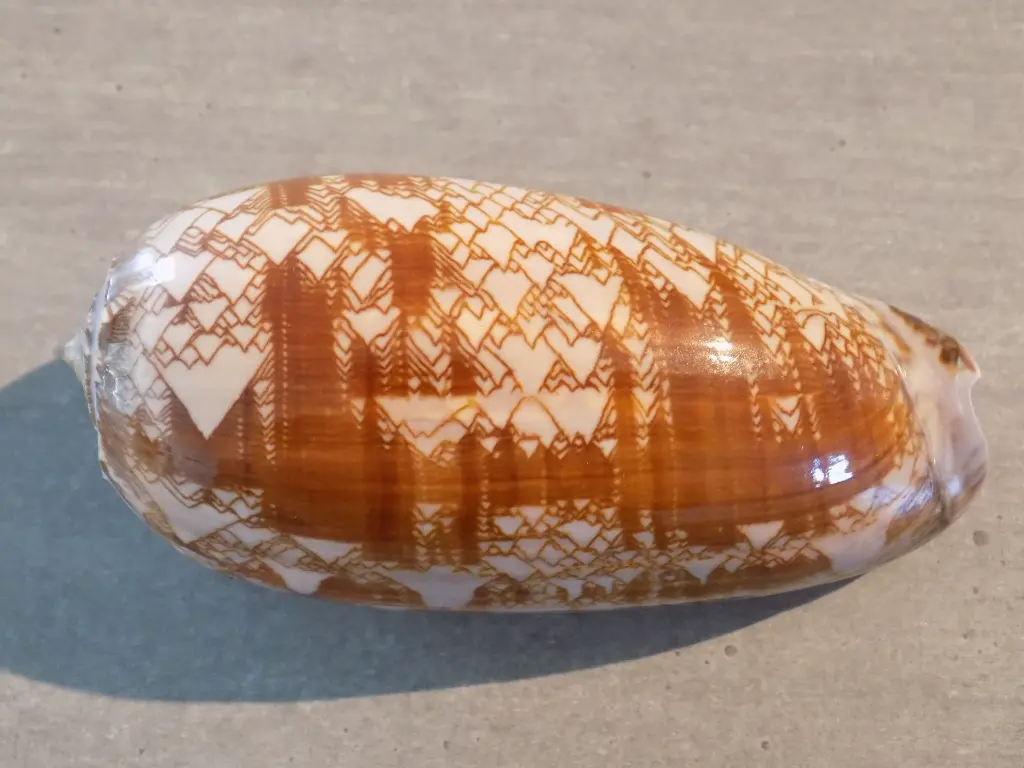 DSCN0960.webp