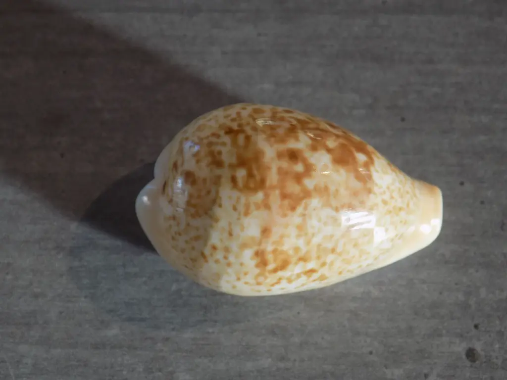 DSCN0980.webp