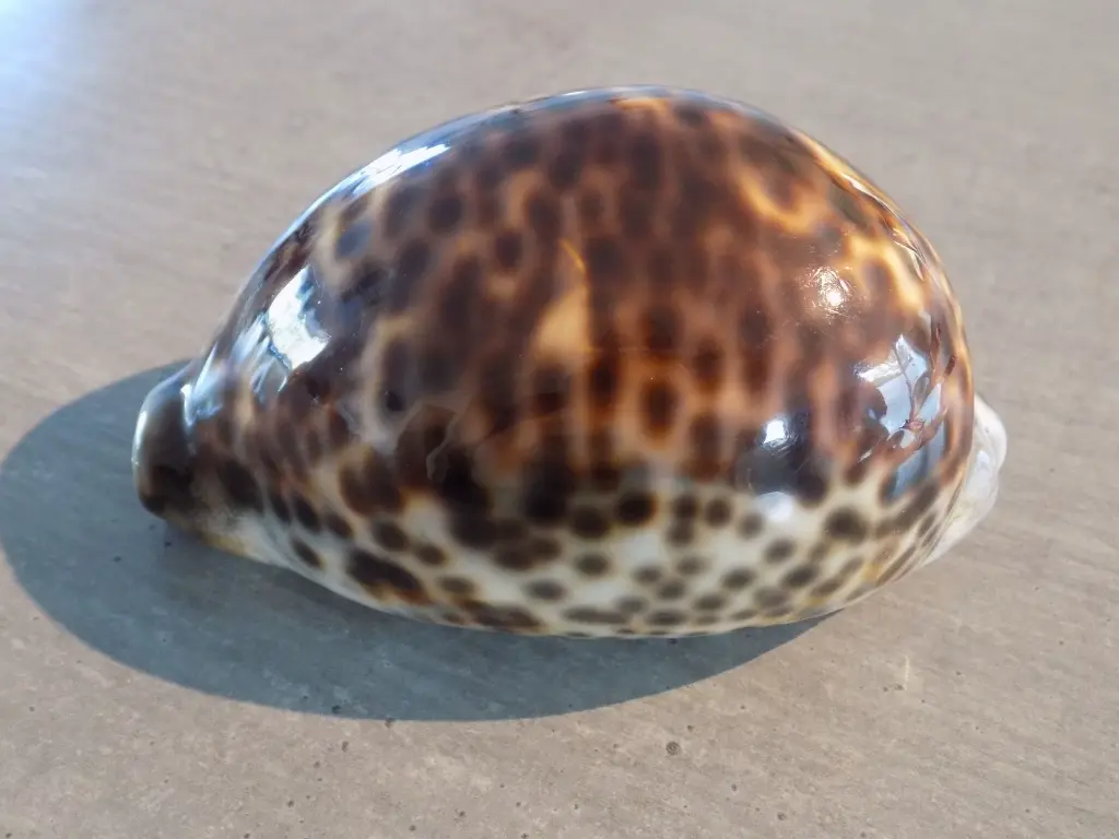 DSCN0972.webp